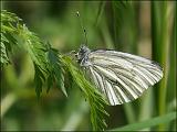 2007-05-05_Klein_geaderd_witje_-_Friesche veen